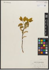 Foto von Salix pyrifolia Andersson